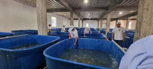 На Дагестанском рыбоводном заводе состоялись компенсационные мероприятия.