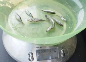 В Каспийское море выпущено более 10 млн штук молоди кутума – рыбоводы перевыполнили государственное задание