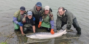 Терско-Каспийский филиал ФГБУ «Главрыбвод» завершил осенний бонитировочный учет