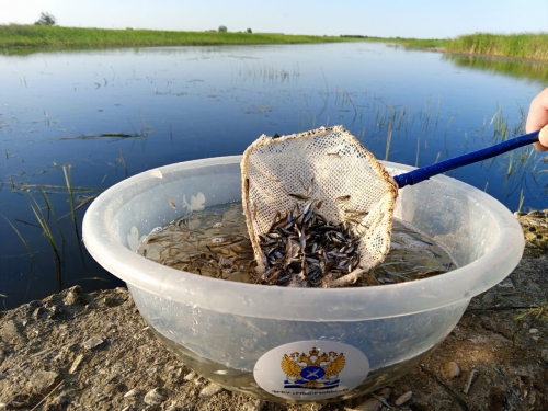 Терско-Каспийский филиал ФГБУ «Главрыбвод» выпустил в Каспийское море более 9,5 млн штук молоди кутума.
