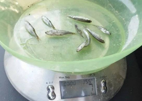 В Каспийское море выпущено более 10 млн штук молоди кутума – рыбоводы перевыполнили государственное задание