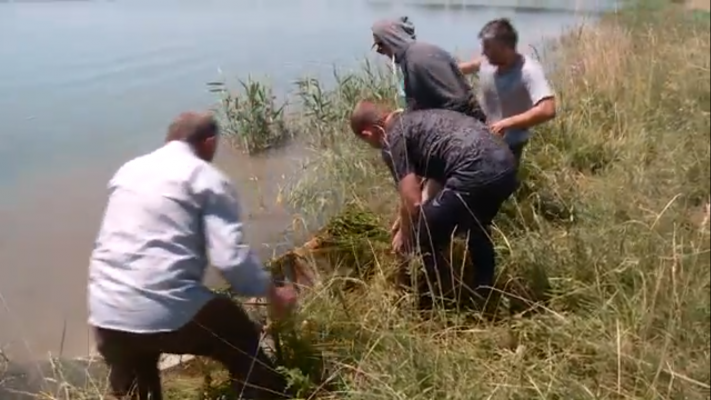 Специалисты Терско-Каспийского филиала ФГБУ «Главрыбвод» выпустили в естественные водоемы около 500 тысяч экземпляров молоди осетровых